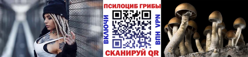 KRAKEN зеркало  Урень  Псилоцибиновые грибы Psilocybe 